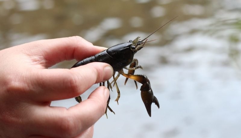 Camarón de río: El bioindicador que mide la salud del Río Maullín