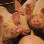 SAG activa alerta por Peste Porcina Africana y suspende importación de cerdo desde España