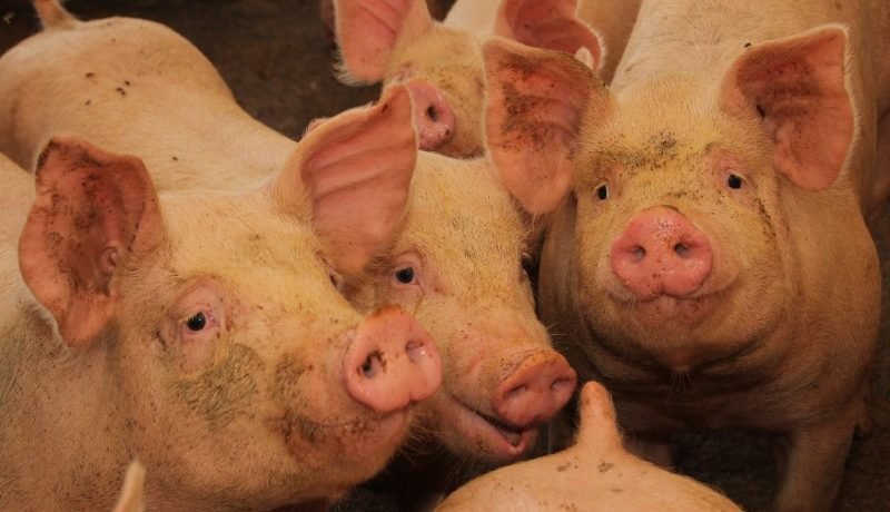 SAG activa alerta por Peste Porcina Africana y suspende importación de cerdo desde España