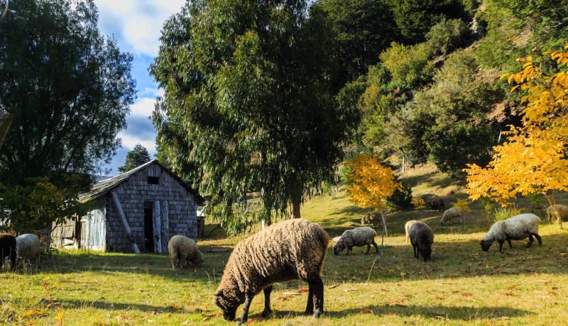 Cooperativas Campesinas: Fortaleciendo la Asociatividad en Los Lagos