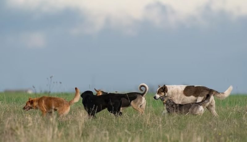 Seminario Regional Aborda Desafío de Perros, Ganadería y Biodiversidad en Los Lagos