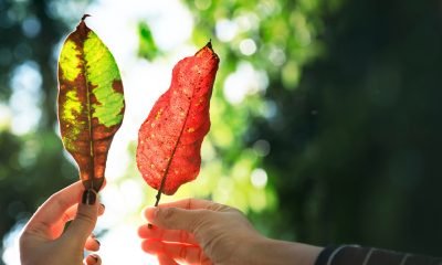 Organizaciones exigen compromisos ambientales a candidatos presidenciales