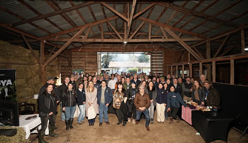 fortalecimiento-ganadero-impulso-a-la-carne-bovina-en-los-lagos