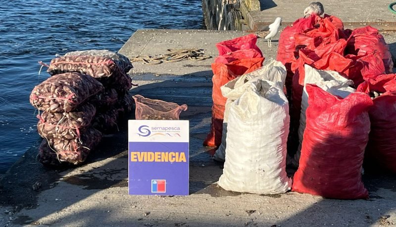Incautan casi 1.5 toneladas de mariscos en veda en Ancud Incautan casi 1.5 toneladas de mariscos en veda en Ancud