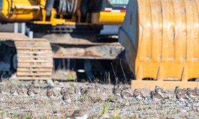 preocupacion-por-chorlo-chileno-habitat-amenazado-en-los-lagos