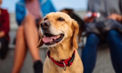 perro adoptado