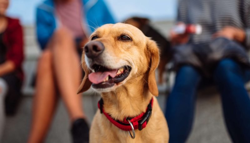 perro adoptado perro adoptado